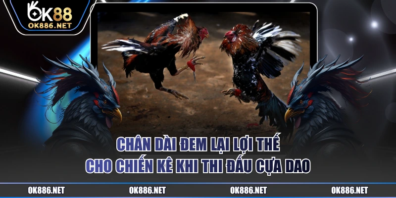 Chân dài đem lại lợi thế cho chiến kê khi thi đấu cựa dao