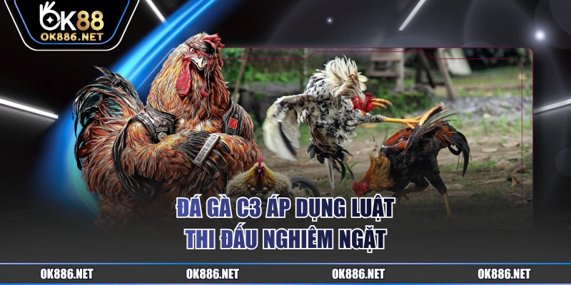 Đá gà C3 áp dụng luật thi đấu nghiêm ngặt