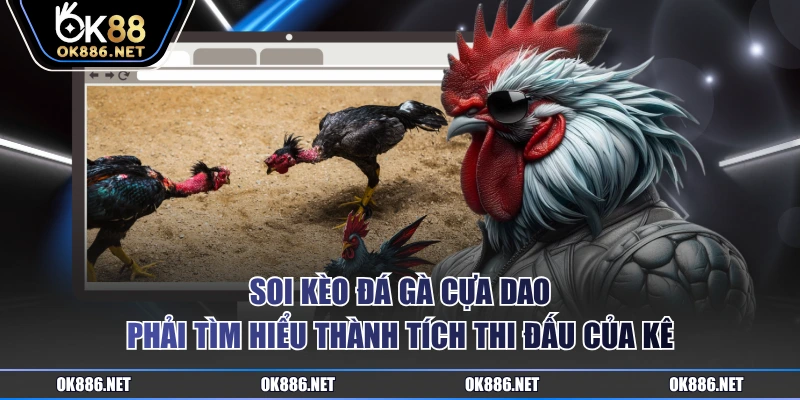 Soi kèo đá gà cựa dao phải tìm hiểu thành tích thi đấu của kê
