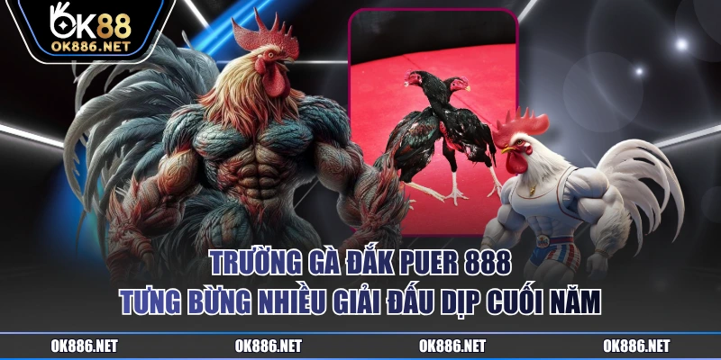 Trường gà Đắk Puer 888 tưng bừng nhiều giải đấu dịp cuối năm